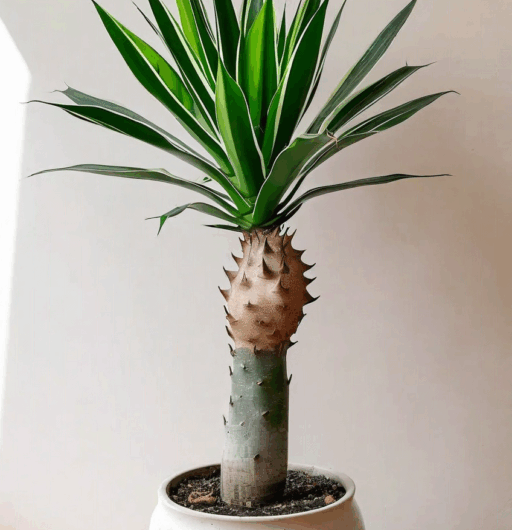 Dracaena angolensis