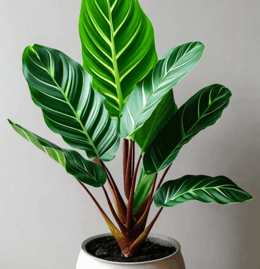 Calathea