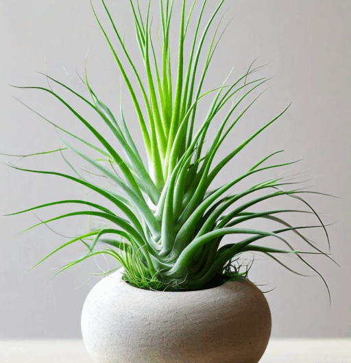 Tillandsia virescens