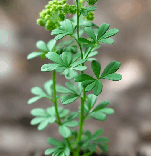 Galium aparine