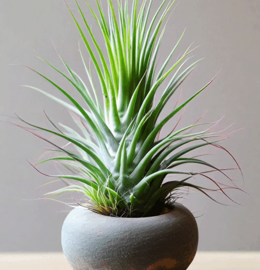 Tillandsia aeranthos