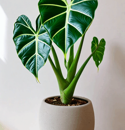 Alocasia macrorrhizos