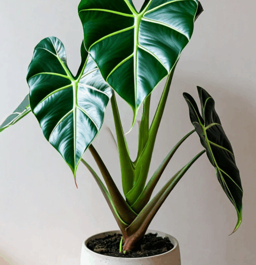 Alocasia