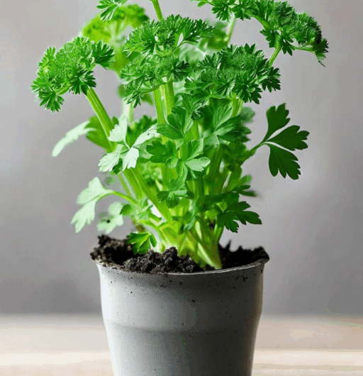 Petroselinum crispum