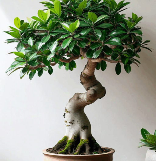 Ficus microcarpa