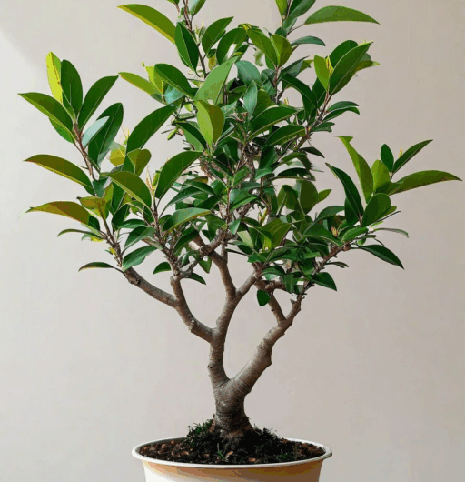 Osmanthus heterophyllus