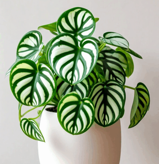 Peperomia argyraea