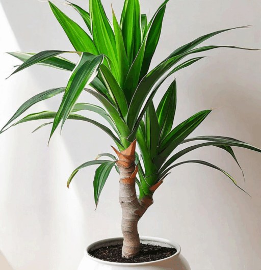 Dracaena braunii