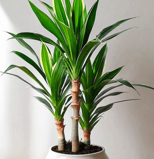 Dracaena fragrans