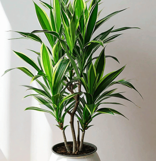 Dracaena reflexa