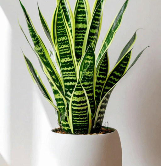 Dracaena trifasciata