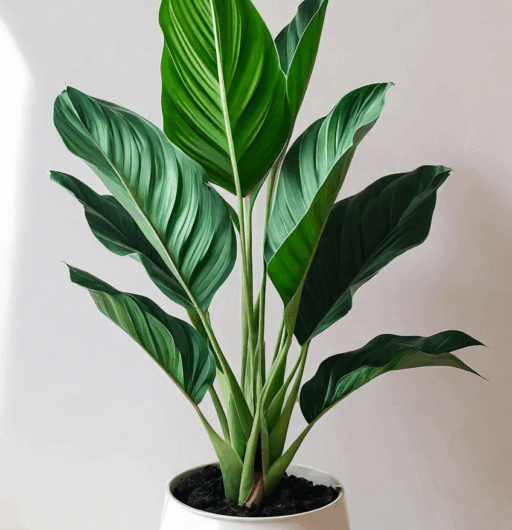 Ctenanthe burle-marxii