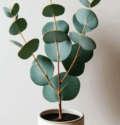 Eucalyptus