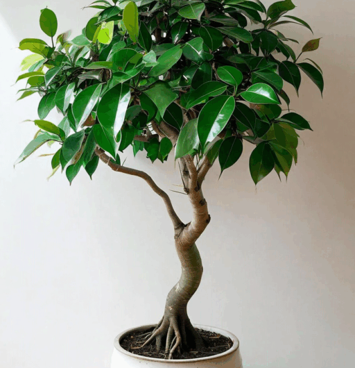 Ficus benjamina