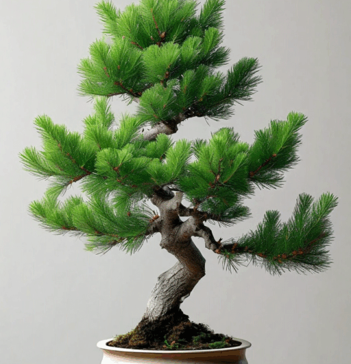 Hesperocyparis macrocarpa