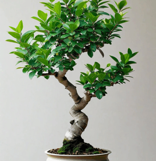 Ligustrum lucidum