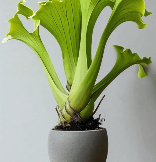 Platycerium bifurcatum