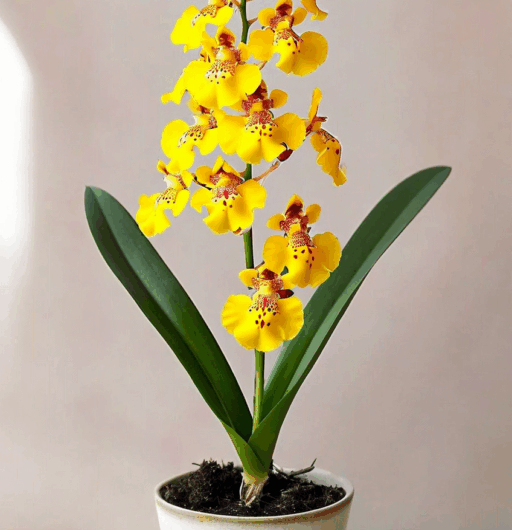 Oncidium leleui