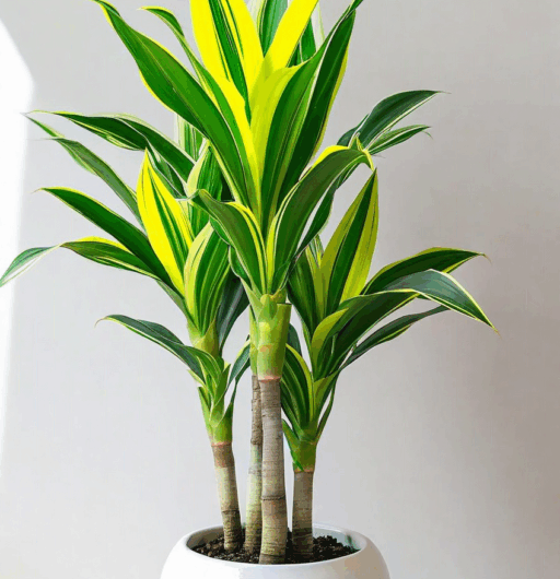 Dracaena fragrans ‘Lemon Lime’