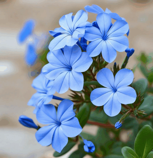 Plumbago auriculata