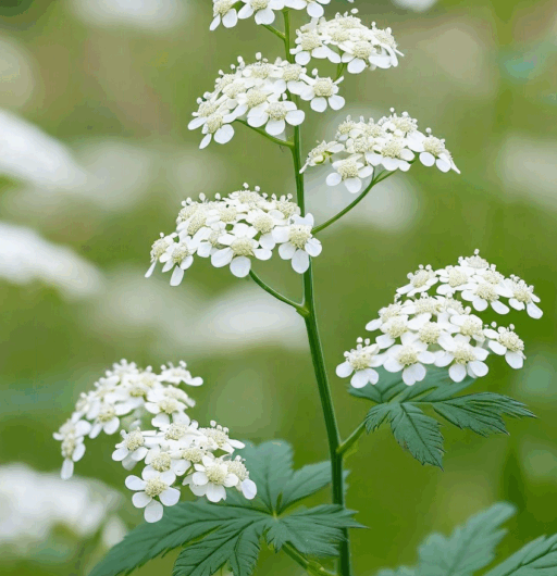 Anthriscus sylvestris