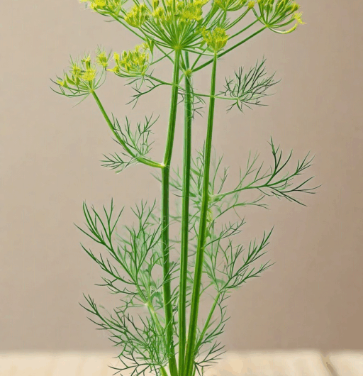 Foeniculum vulgare