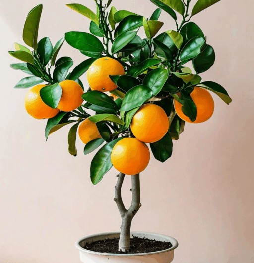 Citrus × aurantiifolia