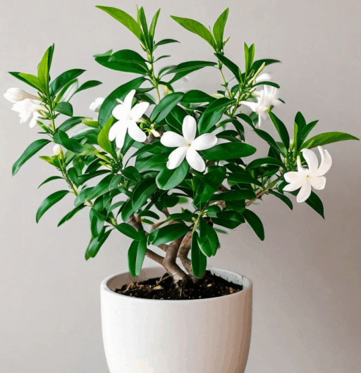 Jasminum mesnyi