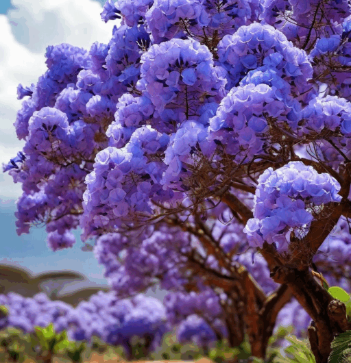 Jacaranda mimosifolia