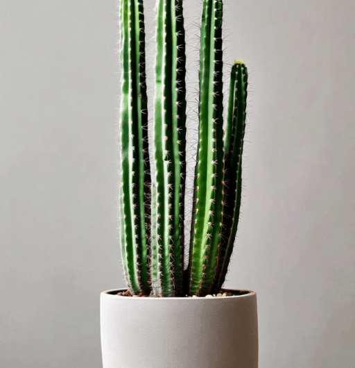 Acanthocereus tetragonus