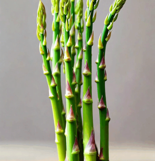 Asparagus acutifolius