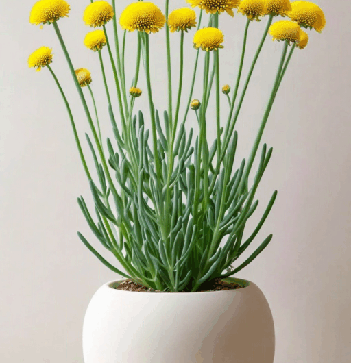 Senecio angulatus