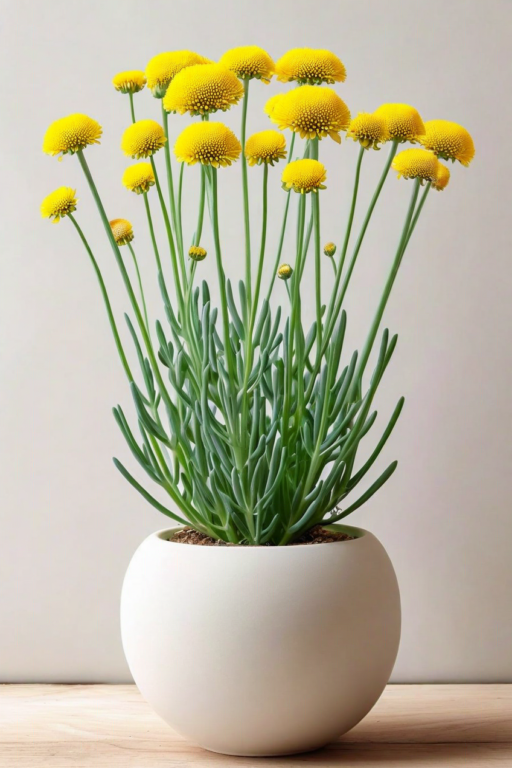 Senecio angulatus