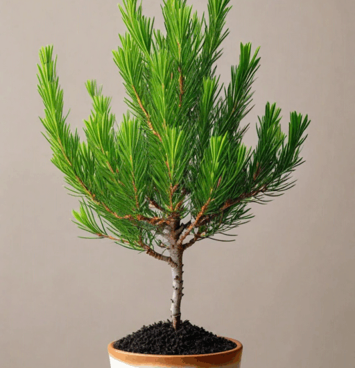 Melaleuca citrina