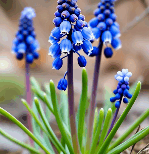 Muscari neglectum