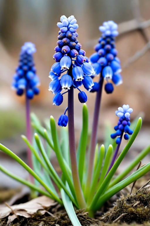 Muscari neglectum