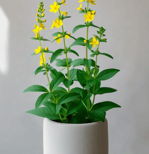 Lysimachia