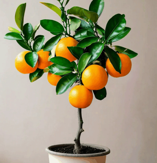 Citrus