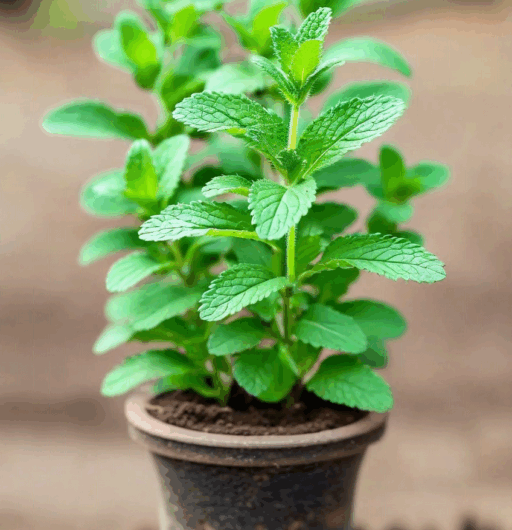 Stevia rebaudiana