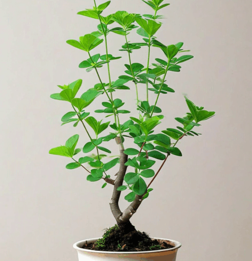 Ruta chalepensis