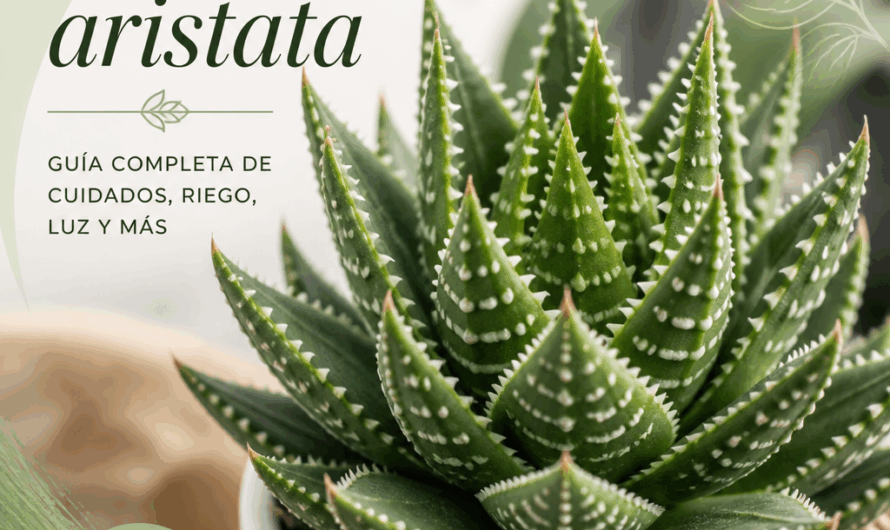 Aloe aristata